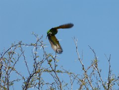 Poicephalus cryptoxanthus