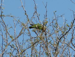 Poicephalus cryptoxanthus