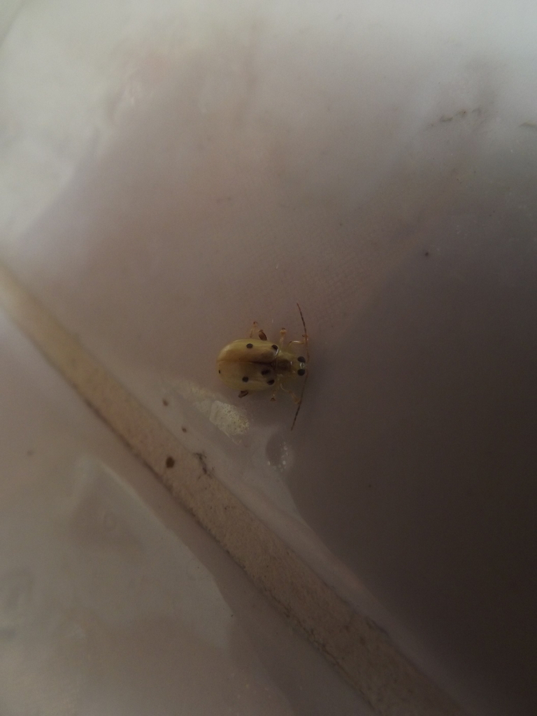 Walterianella bucki