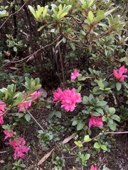 Rhododendron