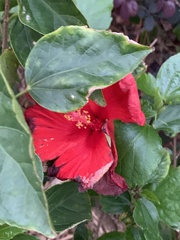 Hibiscus