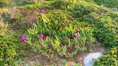 Iris lutescens subbiflora