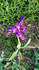 Iris lutescens subbiflora