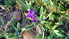 Iris lutescens subbiflora