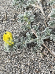 Medicago marina