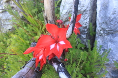Gladiolus sempervirens