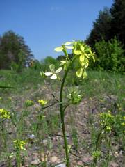 Erysimum canescens