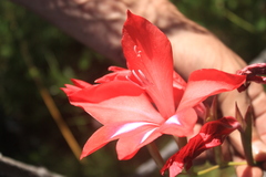 Gladiolus sempervirens