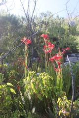 Gladiolus sempervirens