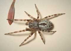 Phryganoporus candidus