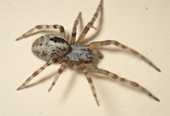 Phryganoporus candidus