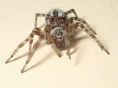 Phryganoporus candidus