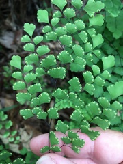 Adiantum atroviride