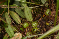 Bulbophyllum exiguum
