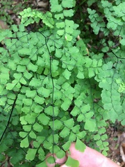 Adiantum atroviride