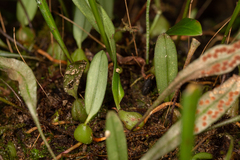 Bulbophyllum exiguum