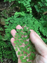 Adiantum atroviride