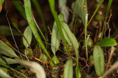 Bulbophyllum exiguum