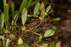 Bulbophyllum exiguum