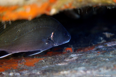 Sciaena umbra