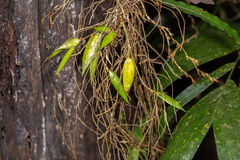 Dendrobium pugioniforme