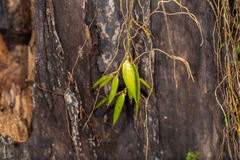 Dendrobium pugioniforme