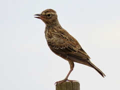 Galerida magnirostris magnirostris