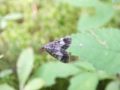 Udea hamalis