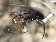 Steatoda paykulliana