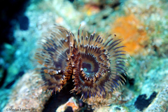 Bispira mariae