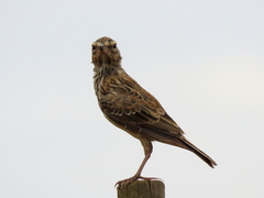 Galerida magnirostris magnirostris