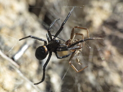 Steatoda paykulliana