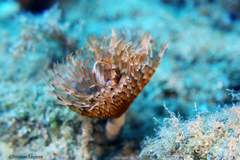 Bispira mariae