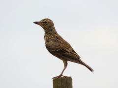 Galerida magnirostris magnirostris