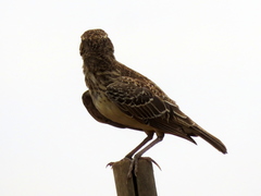 Galerida magnirostris magnirostris