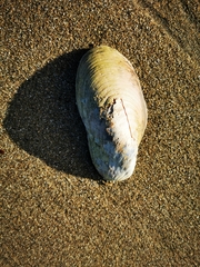 Modiolus modiolus