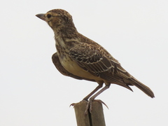Galerida magnirostris magnirostris