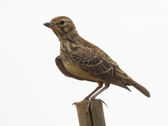 Galerida magnirostris magnirostris