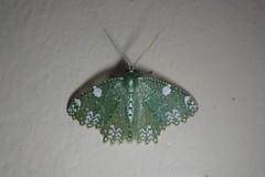 Eucyclodes fascinans