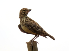Galerida magnirostris magnirostris