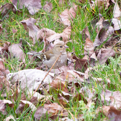Fringilla coelebs
