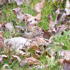 Fringilla coelebs