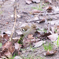 Fringilla coelebs