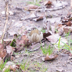 Fringilla coelebs