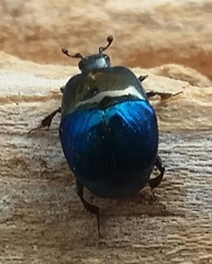 Saprinus optabilis