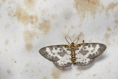 Percnia longitermen