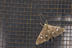 Nosophora