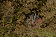 Arachnocampa
