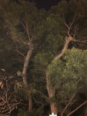 Acacia confusa