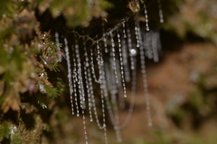 Arachnocampa